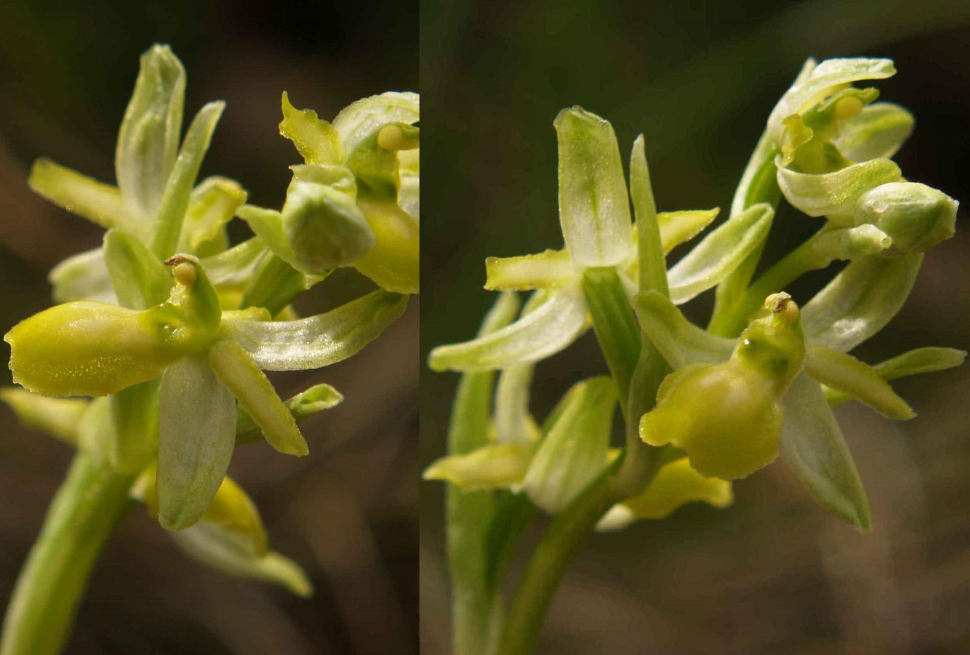 Orchid, Small Spider var. chlorantha